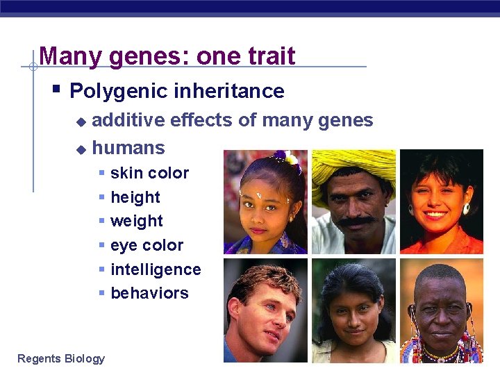 Many genes: one trait § Polygenic inheritance additive effects of many genes u humans