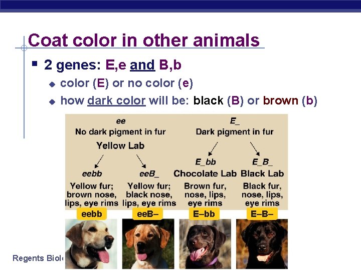 Coat color in other animals § 2 genes: E, e and B, b u