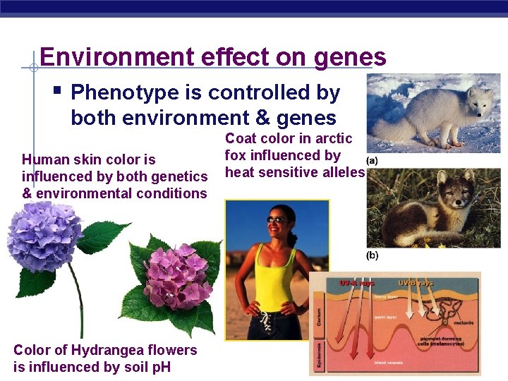 Environment effect on genes § Phenotype is controlled by both environment & genes Human