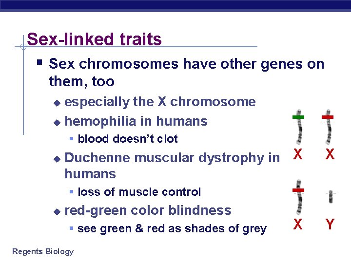 Sex-linked traits § Sex chromosomes have other genes on them, too especially the X