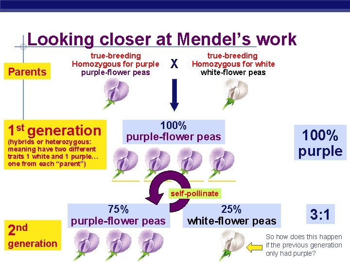 Looking closer at Mendel’s work Parents true-breeding Homozygous for purple-flower peas 1 st generation