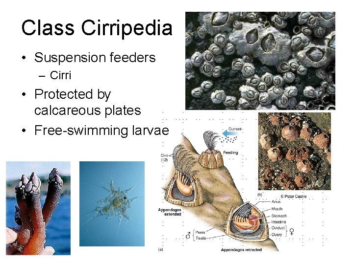 Class Cirripedia • Suspension feeders – Cirri • Protected by calcareous plates • Free-swimming