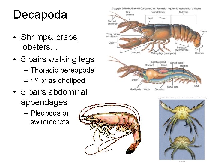 Decapoda • Shrimps, crabs, lobsters… • 5 pairs walking legs – Thoracic pereopods –