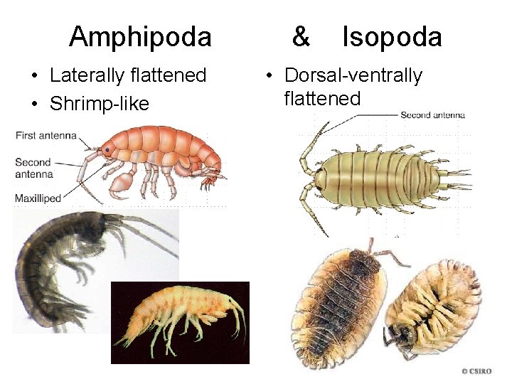 Amphipoda • Laterally flattened • Shrimp-like & Isopoda • Dorsal-ventrally flattened 