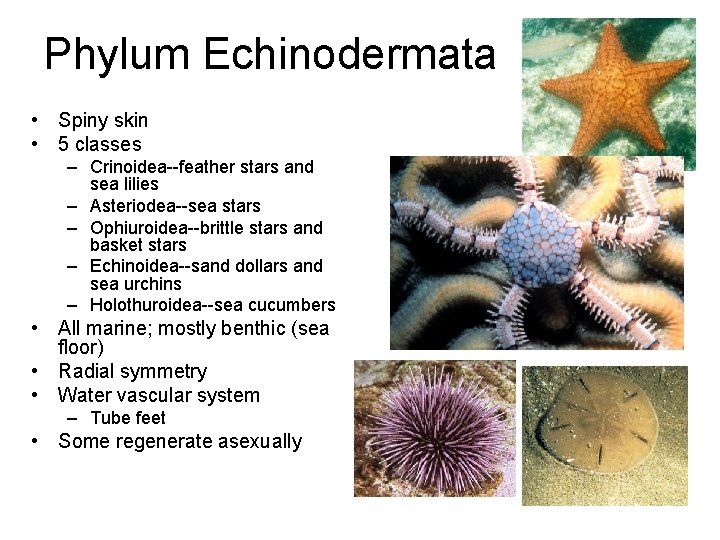 Phylum Echinodermata • Spiny skin • 5 classes – Crinoidea--feather stars and sea lilies