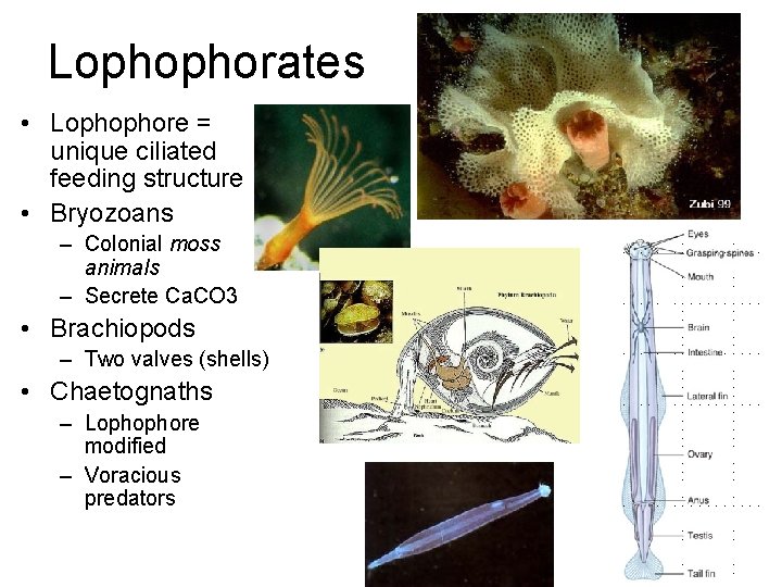 Lophophorates • Lophophore = unique ciliated feeding structure • Bryozoans – Colonial moss animals