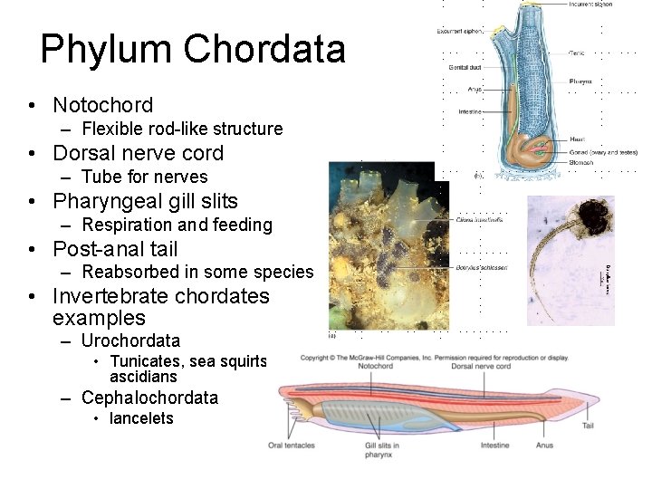 Phylum Chordata • Notochord – Flexible rod-like structure • Dorsal nerve cord – Tube