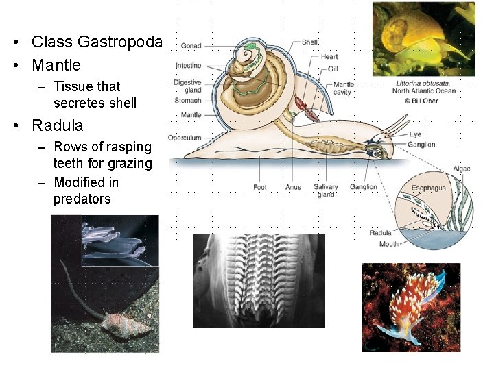  • Class Gastropoda • Mantle – Tissue that secretes shell • Radula –
