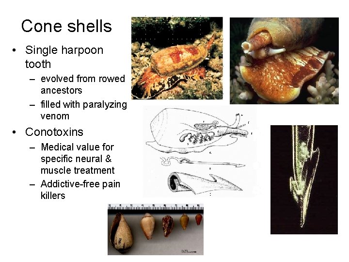 Cone shells • Single harpoon tooth – evolved from rowed ancestors – filled with