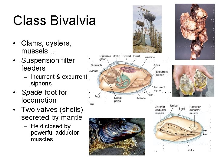 Class Bivalvia • Clams, oysters, mussels… • Suspension filter feeders – Incurrent & excurrent