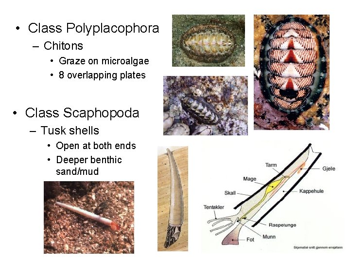  • Class Polyplacophora – Chitons • Graze on microalgae • 8 overlapping plates