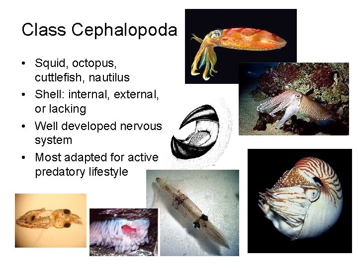 Class Cephalopoda • Squid, octopus, cuttlefish, nautilus • Shell: internal, external, or lacking •