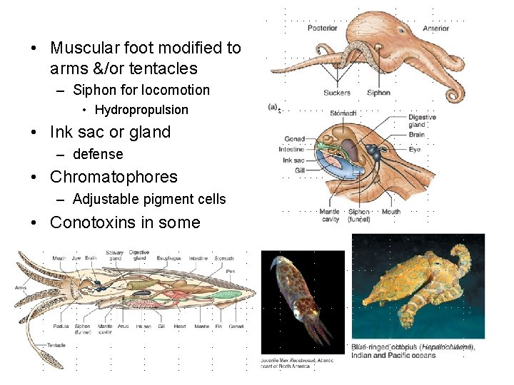  • Muscular foot modified to arms &/or tentacles – Siphon for locomotion •