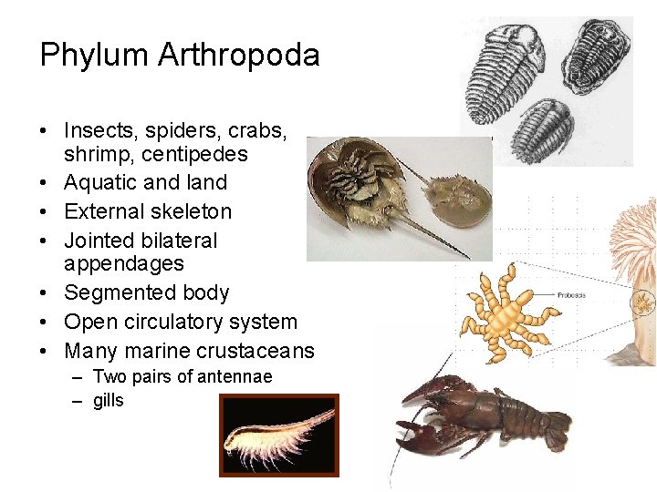 Phylum Arthropoda • Insects, spiders, crabs, shrimp, centipedes • Aquatic and land • External