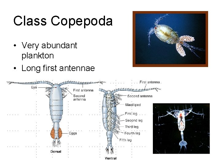 Class Copepoda • Very abundant plankton • Long first antennae 