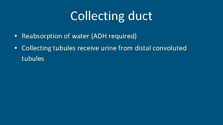 Collecting duct • Reabsorption of water (ADH required) • Collecting tubules receive urine from