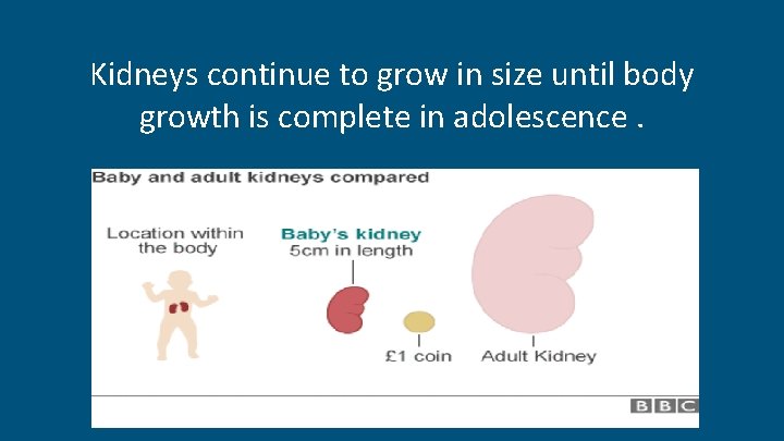 Kidneys continue to grow in size until body growth is complete in adolescence. 