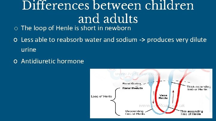 Differences between children and adults o The loop of Henle is short in newborn