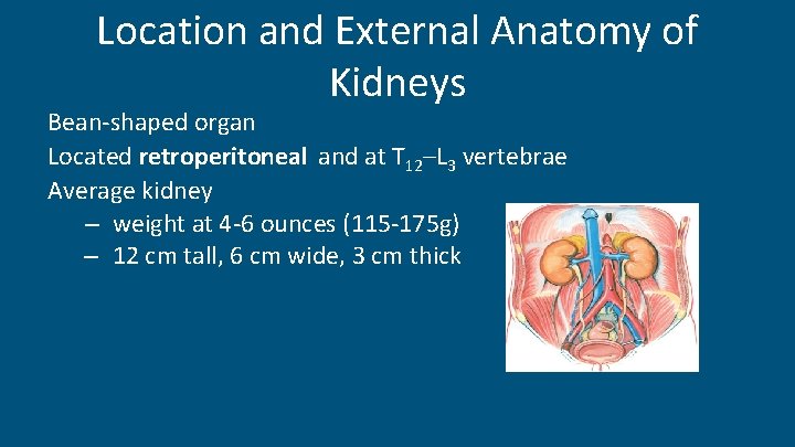 Location and External Anatomy of Kidneys Bean-shaped organ Located retroperitoneal and at T 12–L