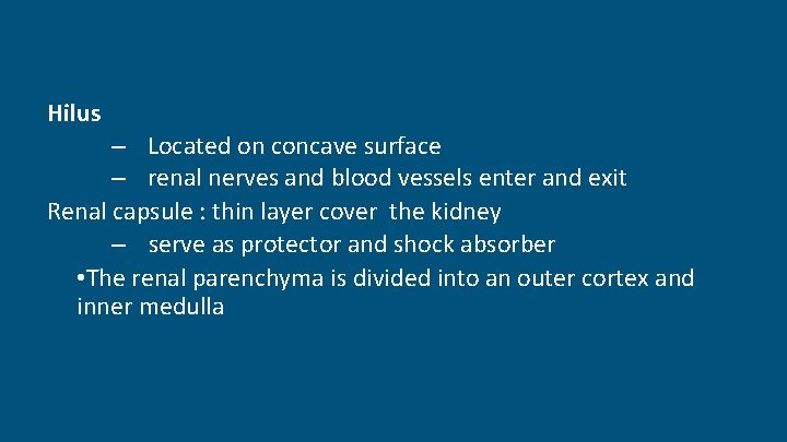 Hilus – Located on concave surface – renal nerves and blood vessels enter and