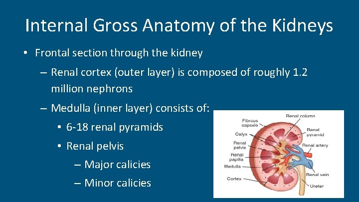 Internal Gross Anatomy of the Kidneys • Frontal section through the kidney – Renal
