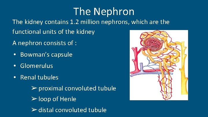 The Nephron The kidney contains 1. 2 million nephrons, which are the functional units