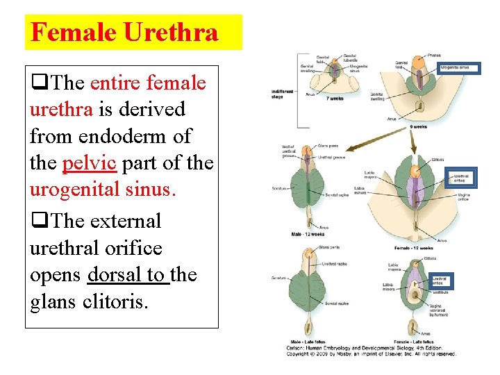 Female Urethra q. The entire female urethra is derived from endoderm of the pelvic