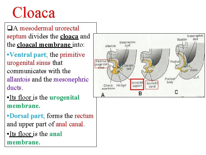 Cloaca q. A mesodermal urorectal septum divides the cloaca and the cloacal membrane into: