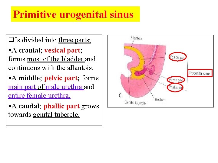 Primitive urogenital sinus q. Is divided into three parts; §A cranial; vesical part; forms