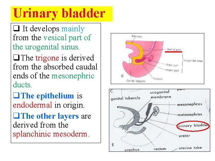 Urinary bladder q It develops mainly from the vesical part of the urogenital sinus.
