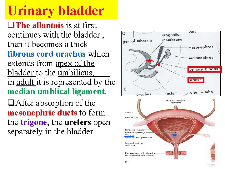 Urinary bladder q. The allantois is at first continues with the bladder , then