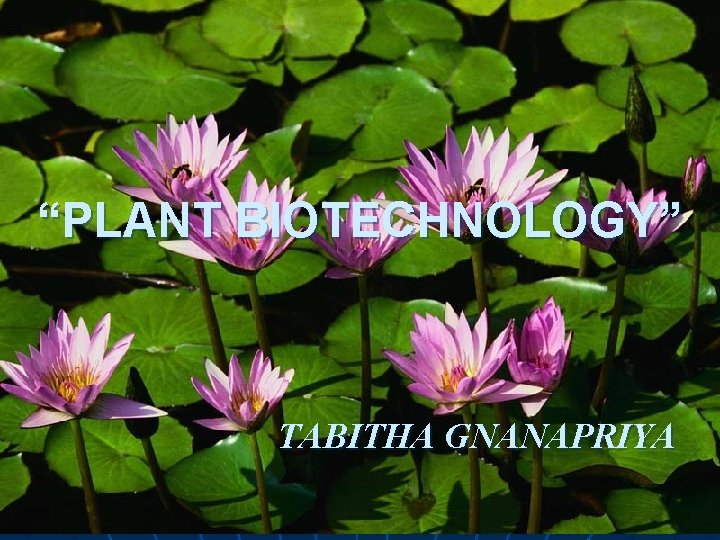 “PLANT BIOTECHNOLOGY” TABITHA GNANAPRIYA 