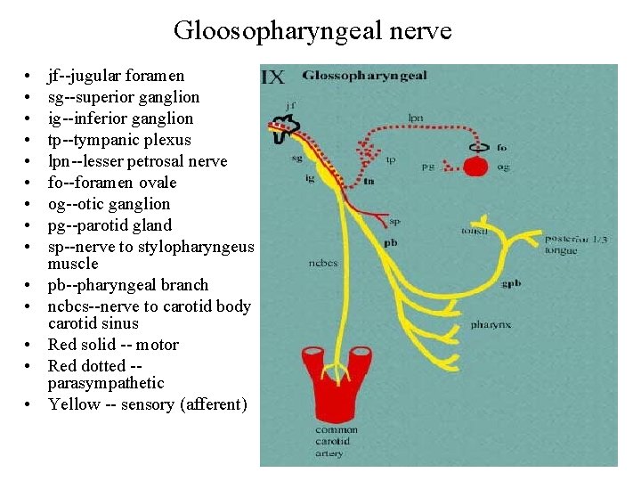 Gloosopharyngeal nerve • • • • jf--jugular foramen sg--superior ganglion ig--inferior ganglion tp--tympanic plexus