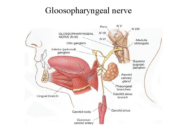 Gloosopharyngeal nerve 