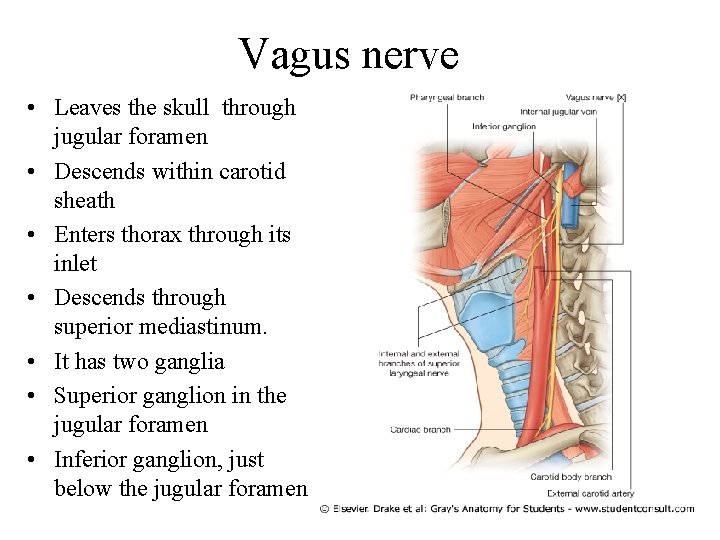 Vagus nerve • Leaves the skull through jugular foramen • Descends within carotid sheath