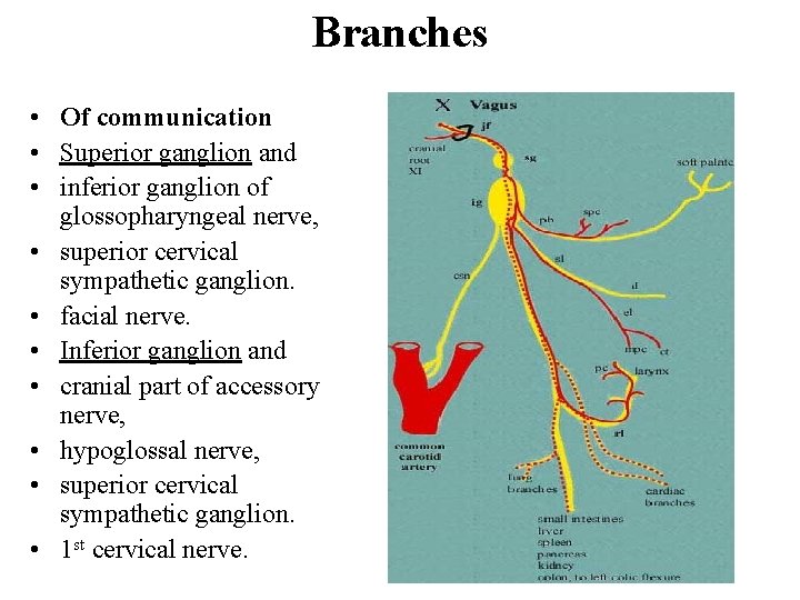 Branches • Of communication • Superior ganglion and • inferior ganglion of glossopharyngeal nerve,