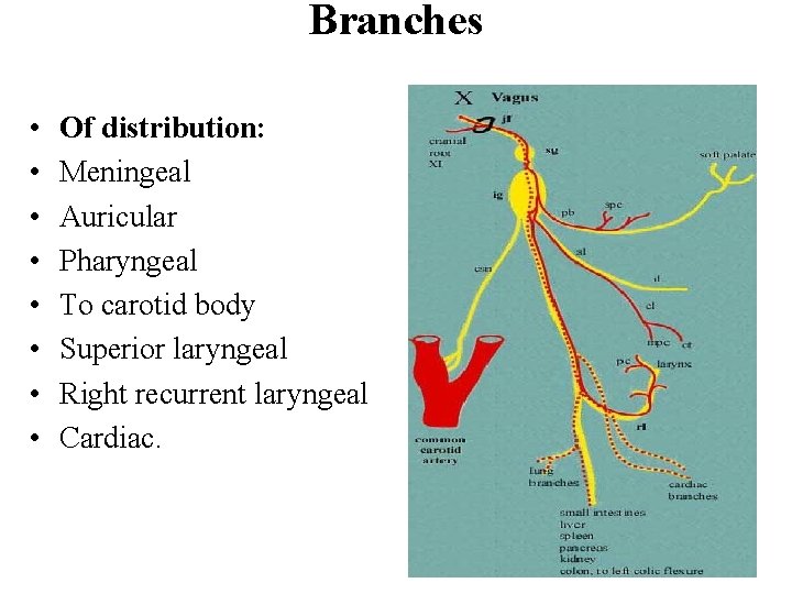 Branches • • Of distribution: Meningeal Auricular Pharyngeal To carotid body Superior laryngeal Right