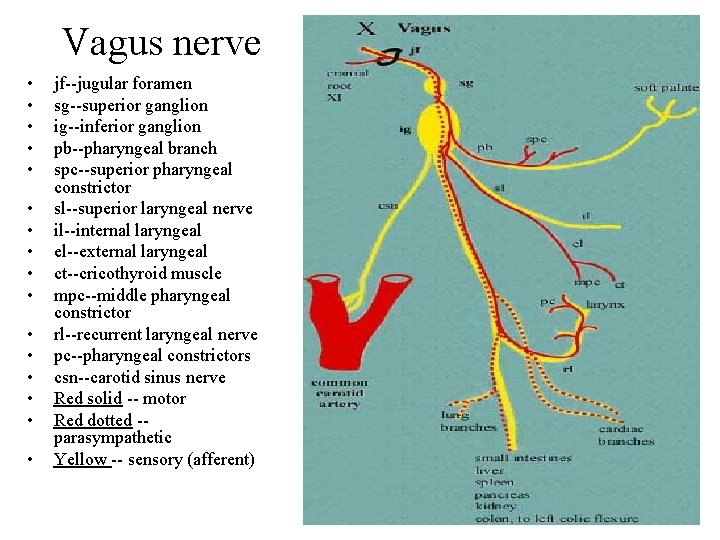 Vagus nerve • • • • jf--jugular foramen sg--superior ganglion ig--inferior ganglion pb--pharyngeal branch