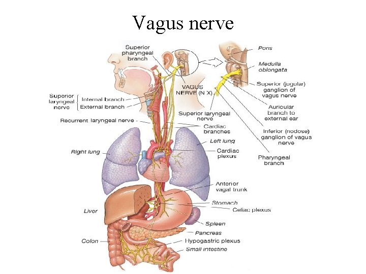 Vagus nerve 