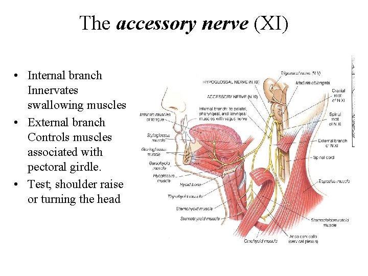 The accessory nerve (XI) • Internal branch Innervates swallowing muscles • External branch Controls