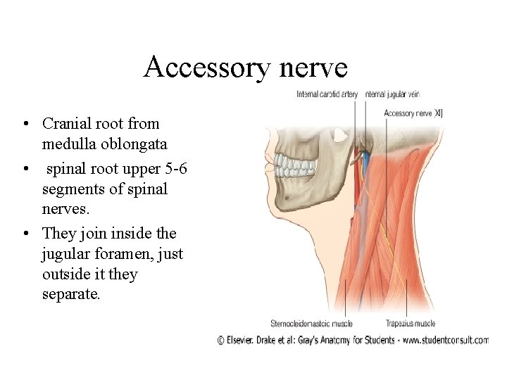 Accessory nerve • Cranial root from medulla oblongata • spinal root upper 5 -6