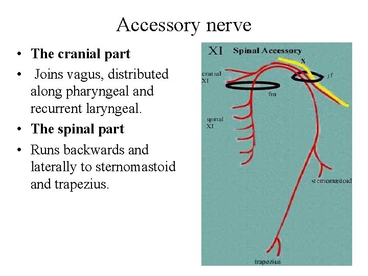 Accessory nerve • The cranial part • Joins vagus, distributed along pharyngeal and recurrent