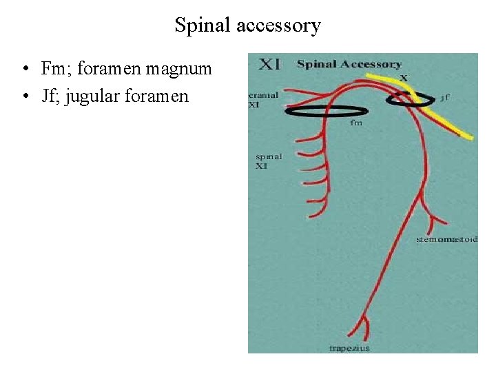 Spinal accessory • Fm; foramen magnum • Jf; jugular foramen 