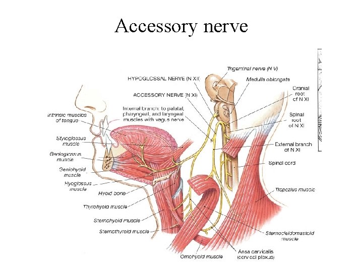 Accessory nerve 
