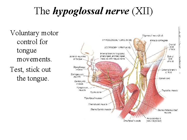 The hypoglossal nerve (XII) Voluntary motor control for tongue movements. Test, stick out the