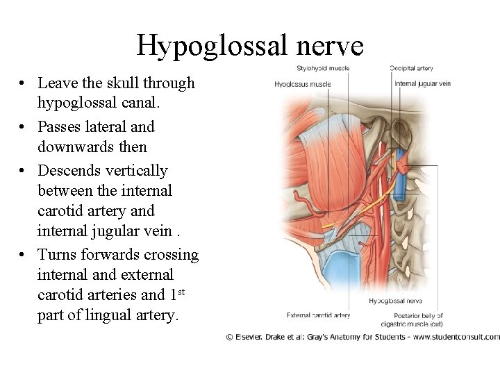 Hypoglossal nerve • Leave the skull through hypoglossal canal. • Passes lateral and downwards