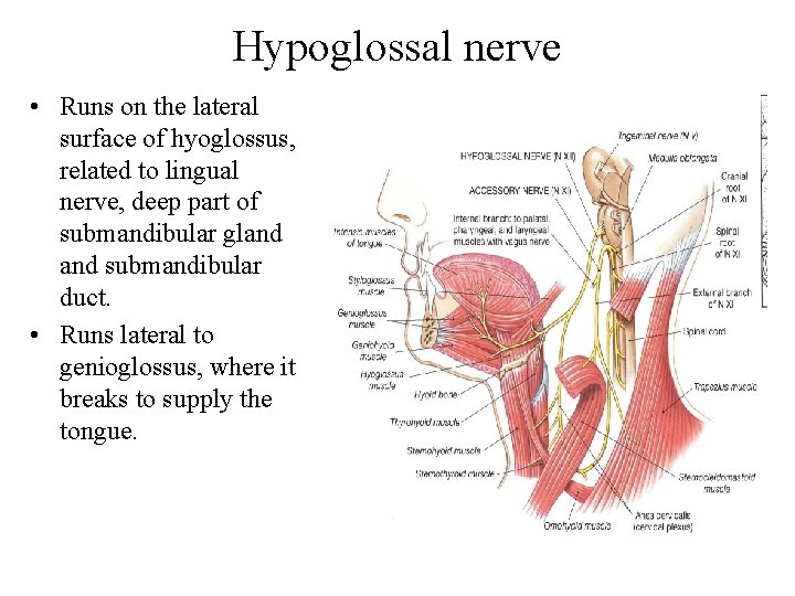 Hypoglossal nerve • Runs on the lateral surface of hyoglossus, related to lingual nerve,