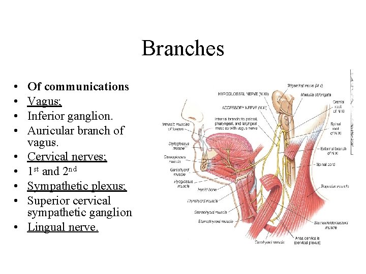 Branches • • • Of communications Vagus; Inferior ganglion. Auricular branch of vagus. Cervical