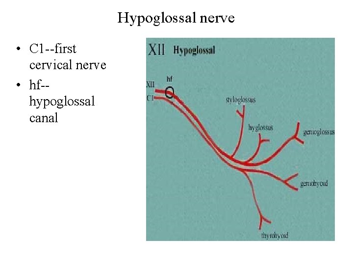 Hypoglossal nerve • C 1 --first cervical nerve • hf-hypoglossal canal 