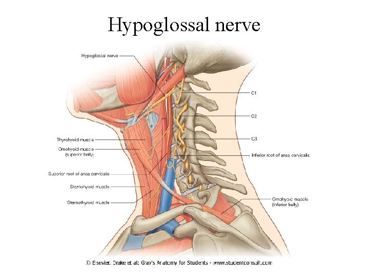 Hypoglossal nerve 